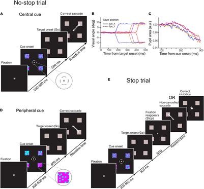 Influence of the Location of a Decision Cue on the Dynamics of Pupillary Light Response